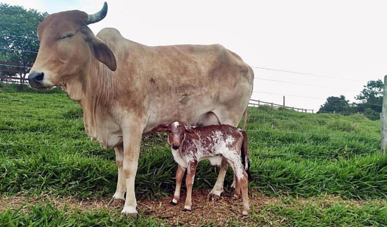 Hotel Fazenda Ararita Pôrto Feliz Zewnętrze zdjęcie