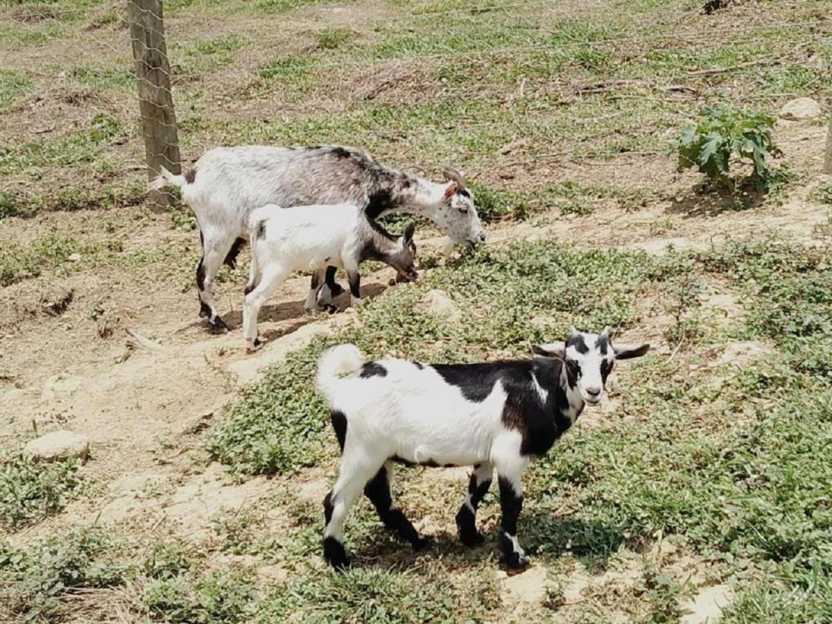 Hotel Fazenda Ararita Pôrto Feliz Zewnętrze zdjęcie