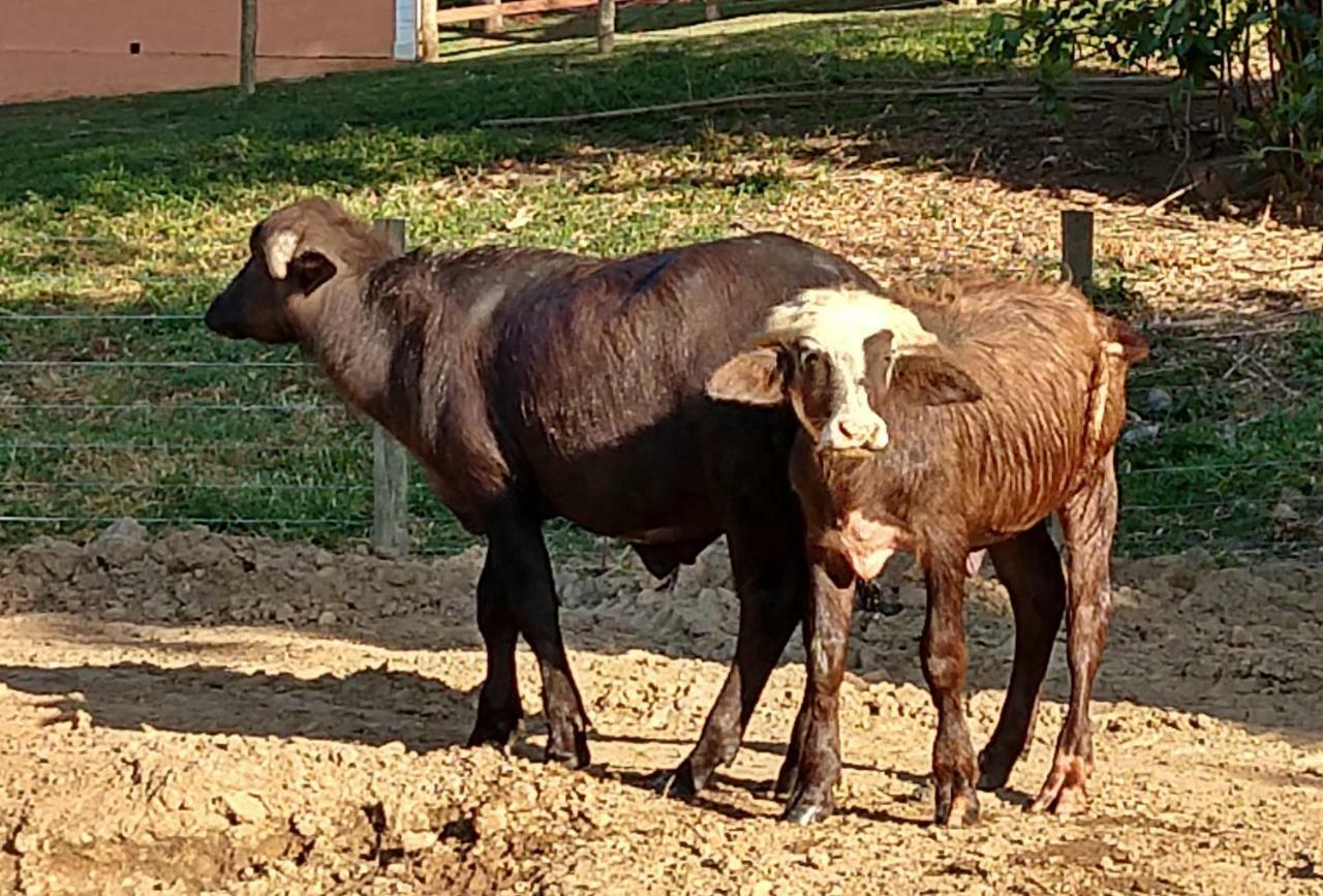 Hotel Fazenda Ararita Pôrto Feliz Zewnętrze zdjęcie